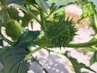 Nachtschadefamilie [Solanaceae]